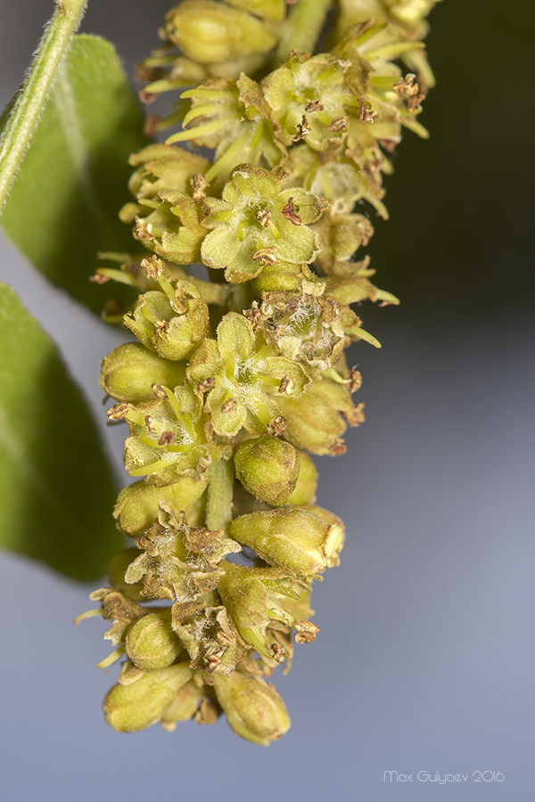 Image of Gleditsia triacanthos specimen.