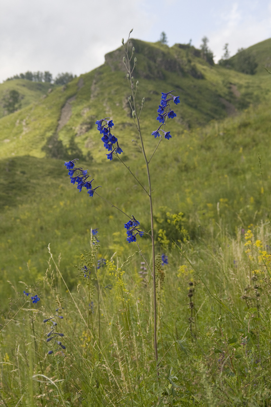 Изображение особи Delphinium laxiflorum.