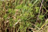 Oedibasis platycarpa