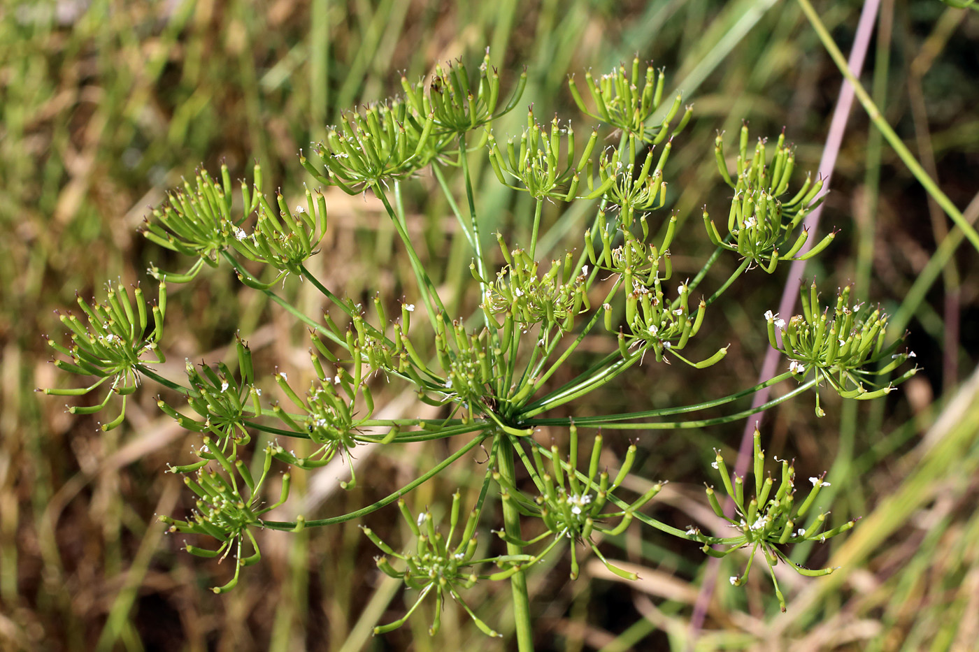 Изображение особи Oedibasis platycarpa.