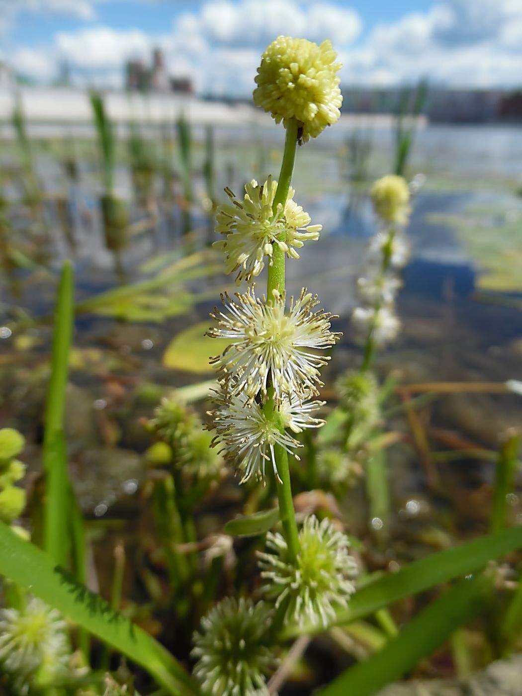 Image of Sparganium microcarpum specimen.