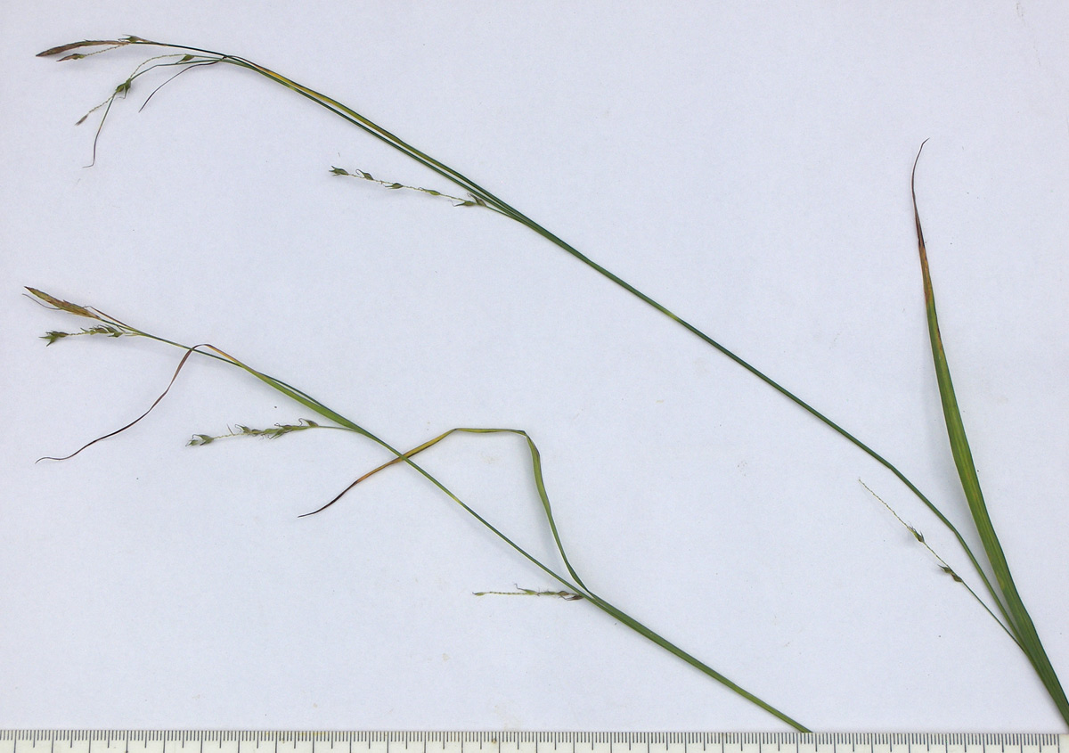 Image of Carex sylvatica specimen.