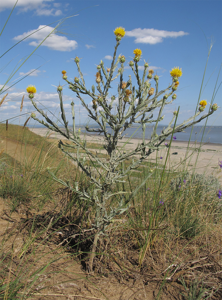Image of Centaurea solstitialis specimen.
