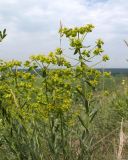 Euphorbia seguieriana