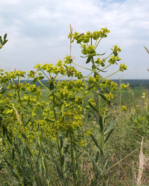 Image of Euphorbia seguieriana specimen.