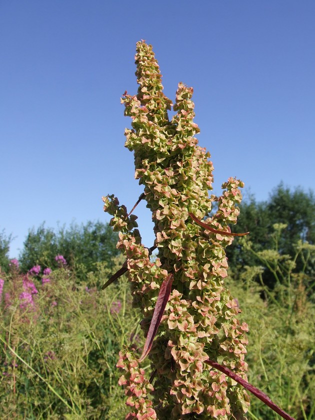 Image of Rumex longifolius specimen.