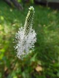 Plantago urvillei. Соцветие. Марий Эл, г. Йошкар-Ола, лесистая часть Центрального парка. 27.07.2016.