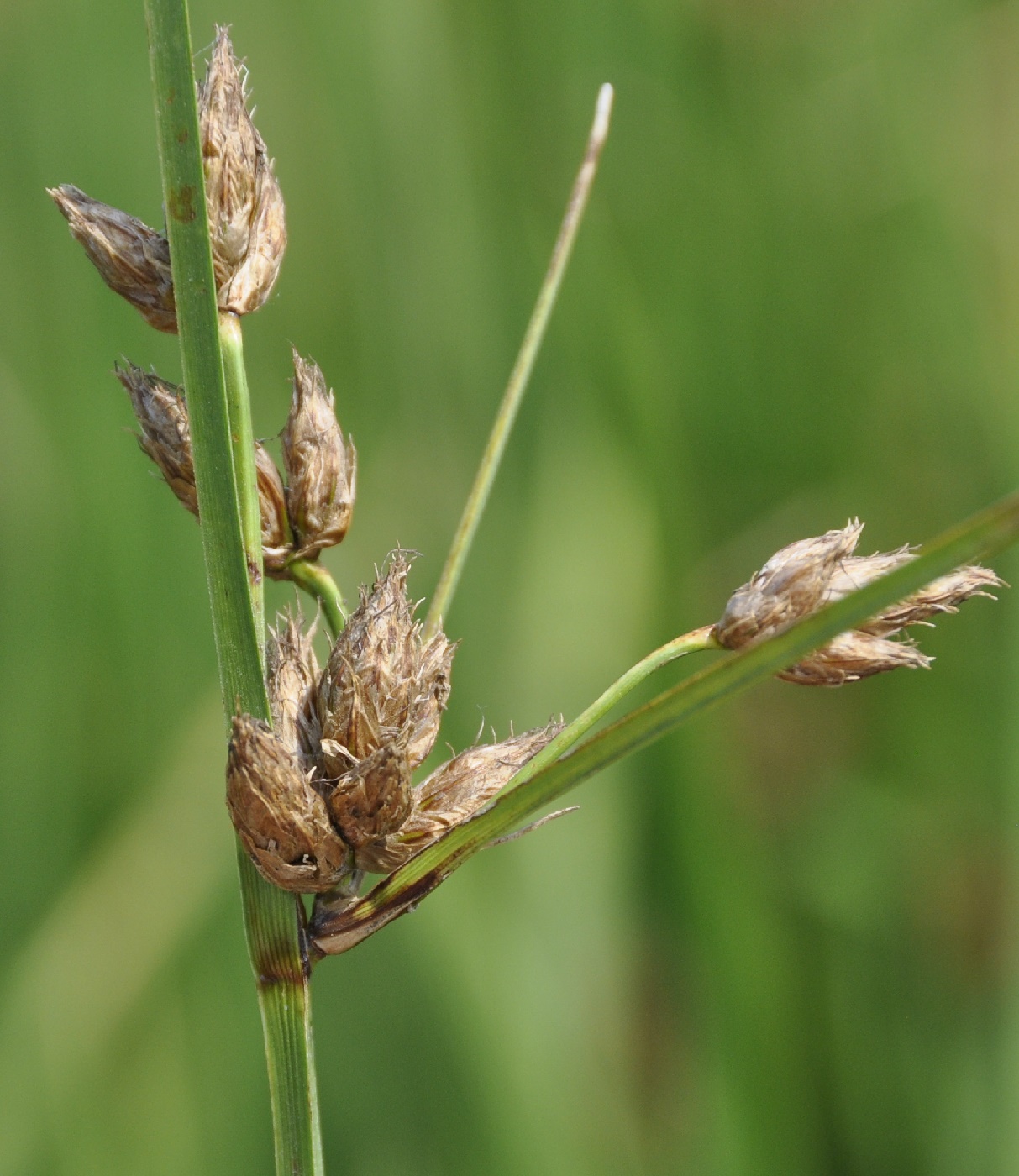 Image of genus Scirpus specimen.