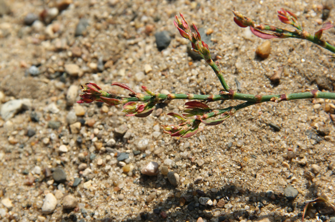 Image of Polygonum aviculare specimen.