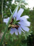 Cichorium intybus