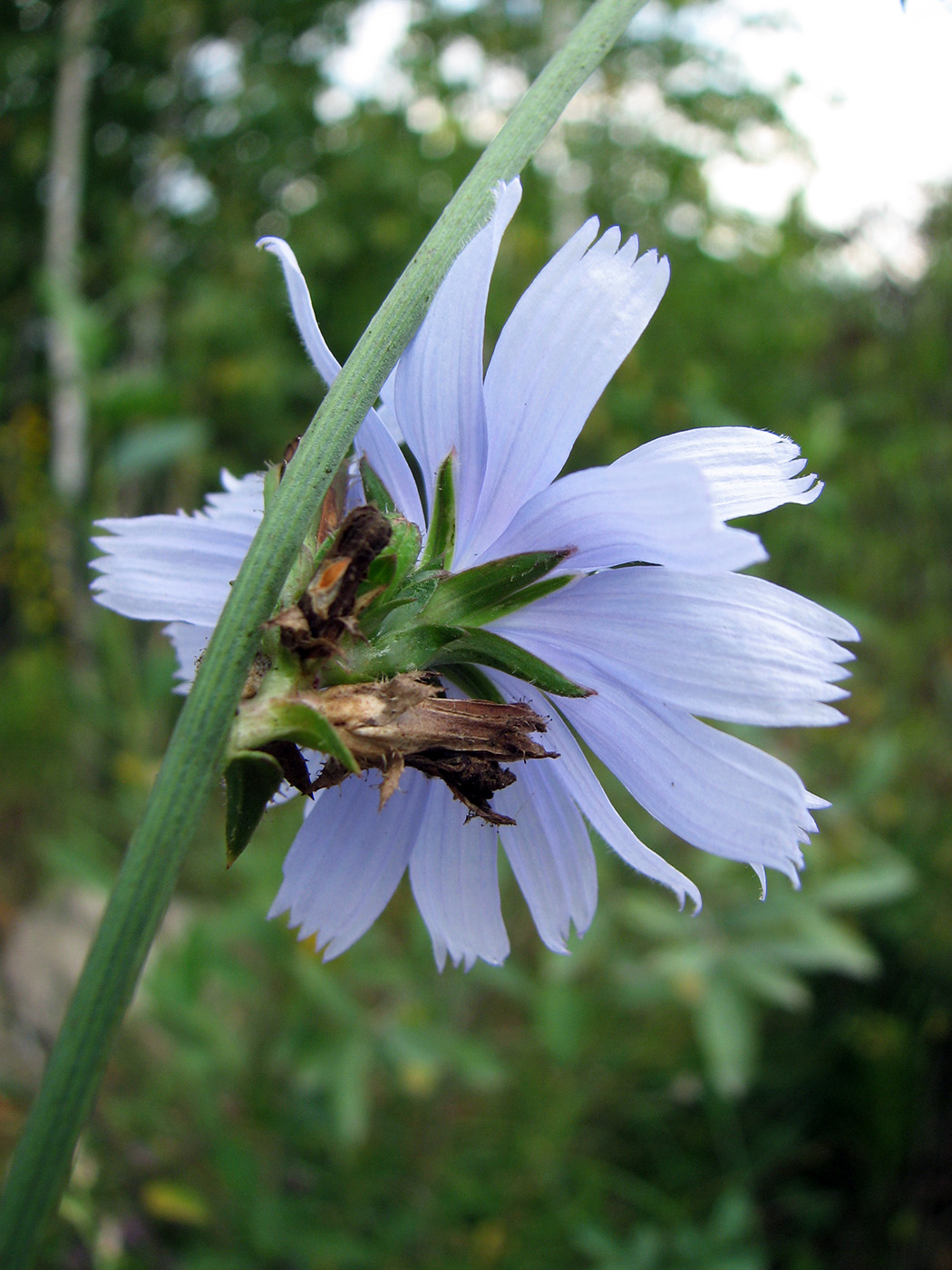 Изображение особи Cichorium intybus.