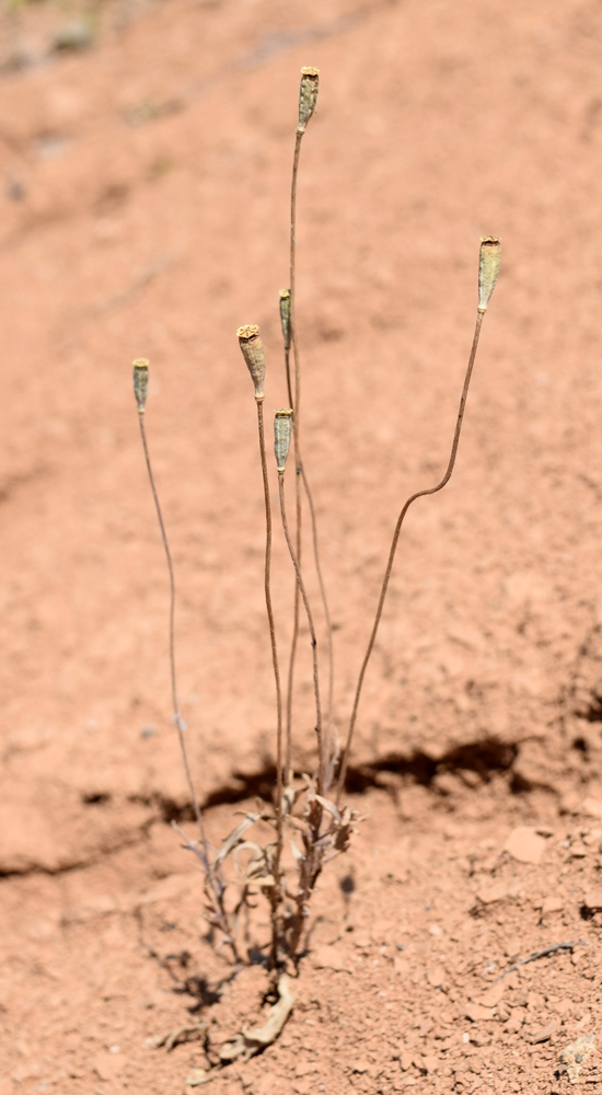 Image of Papaver litwinowii specimen.