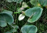 Calla palustris