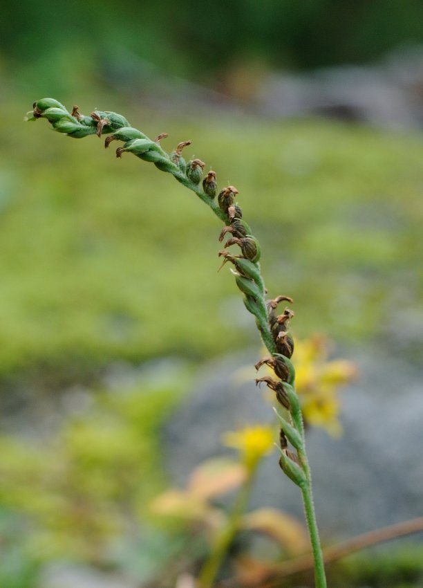 Image of Spiranthes australis specimen.