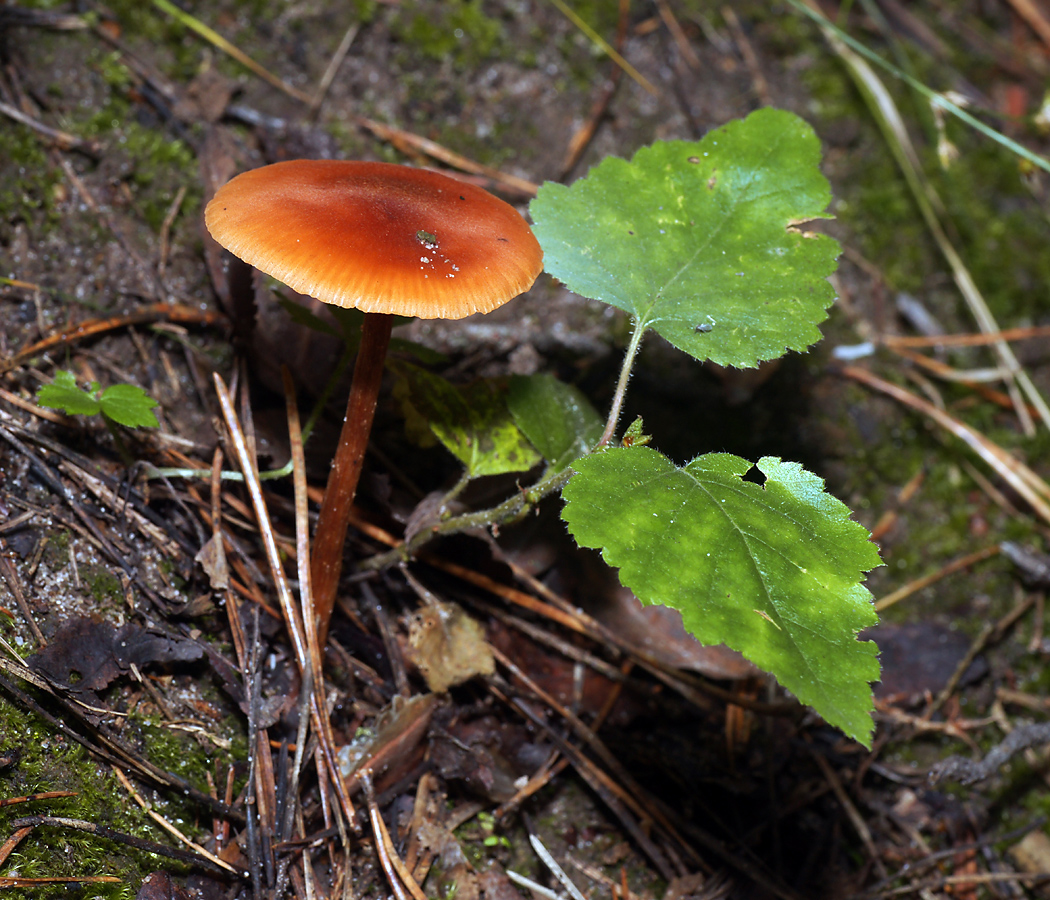 Image of genus Betula specimen.