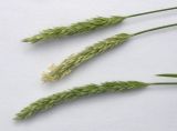 Sesleria alba