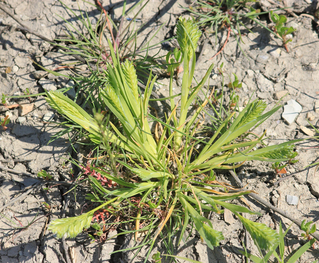 Изображение особи Sclerochloa dura.