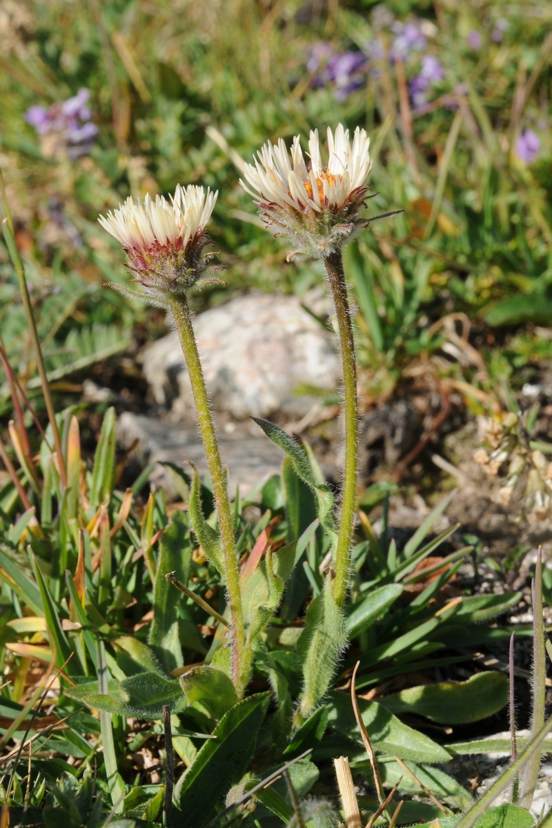 Изображение особи Erigeron lachnocephalus.