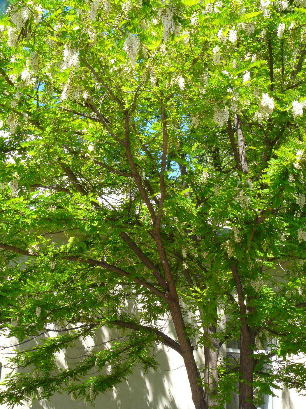 Image of Robinia pseudoacacia specimen.