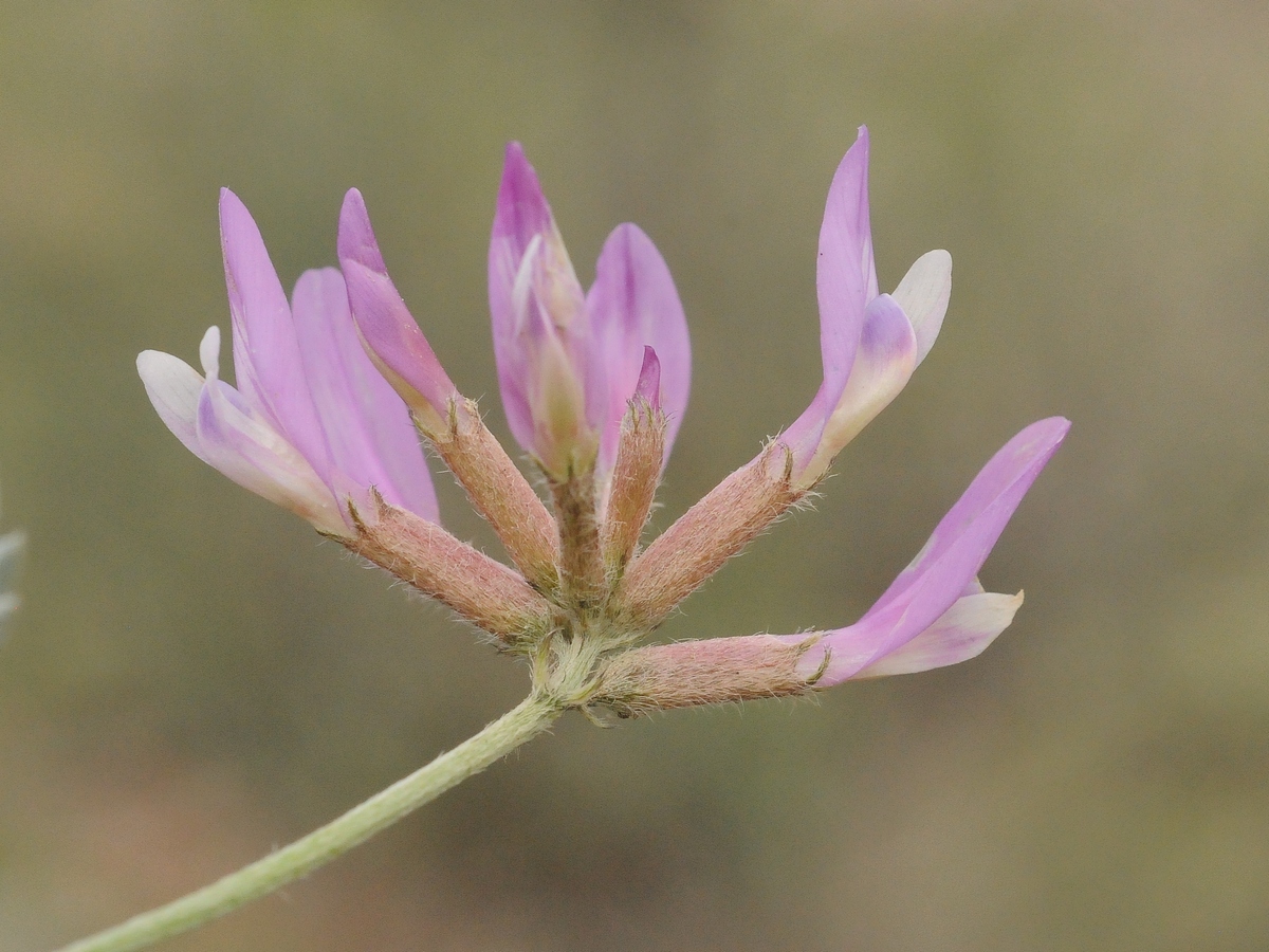 Image of Astragalus petraeus specimen.