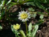 Taraxacum pseudonivale