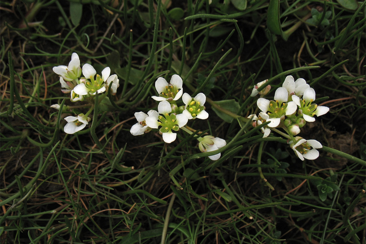 Изображение особи Cochlearia anglica.