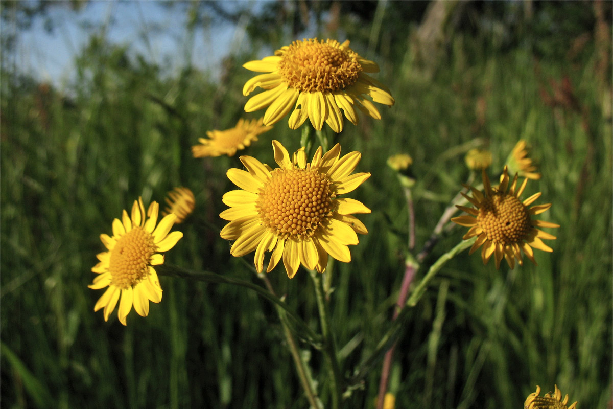 Image of Senecio vernalis specimen.