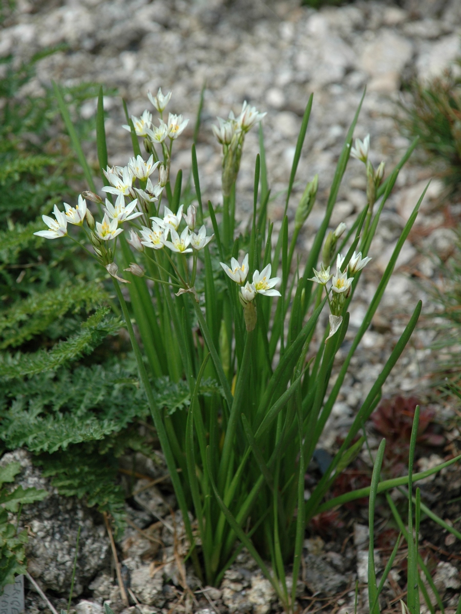 Image of Nothoscordum bivalve specimen.