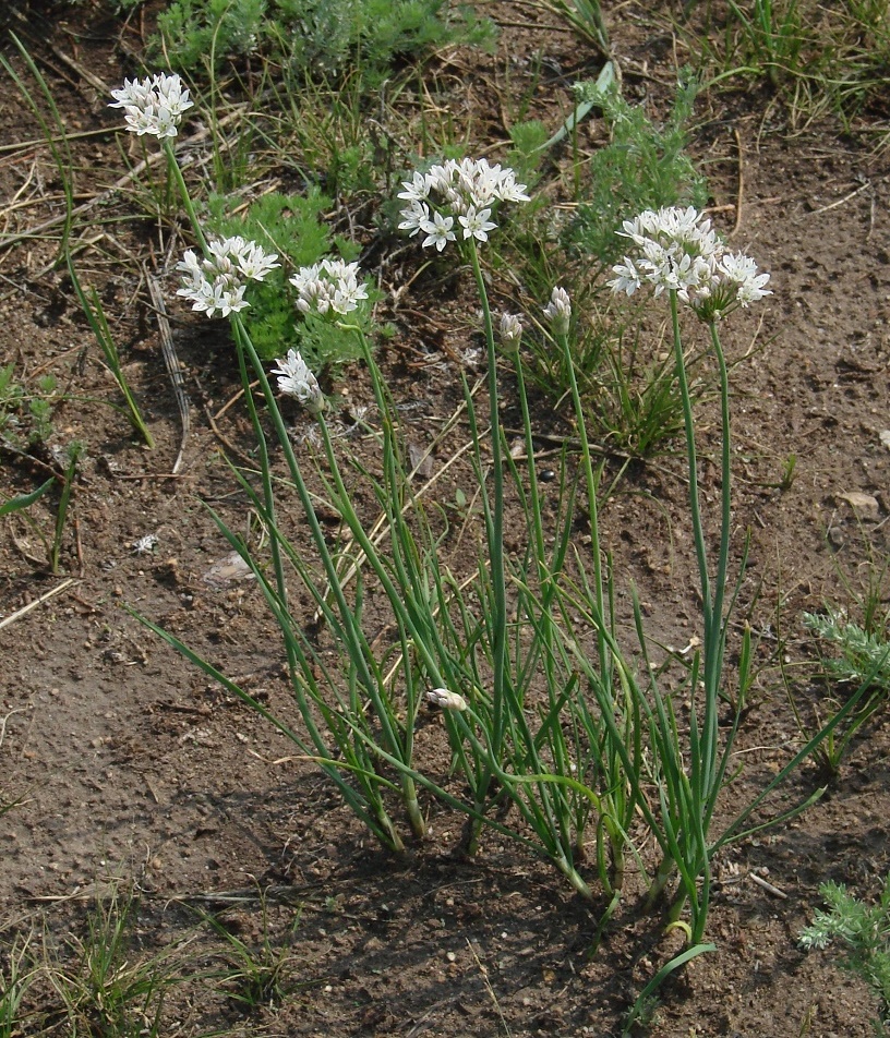 Image of Allium ramosum specimen.