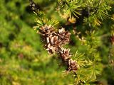 Larix cajanderi