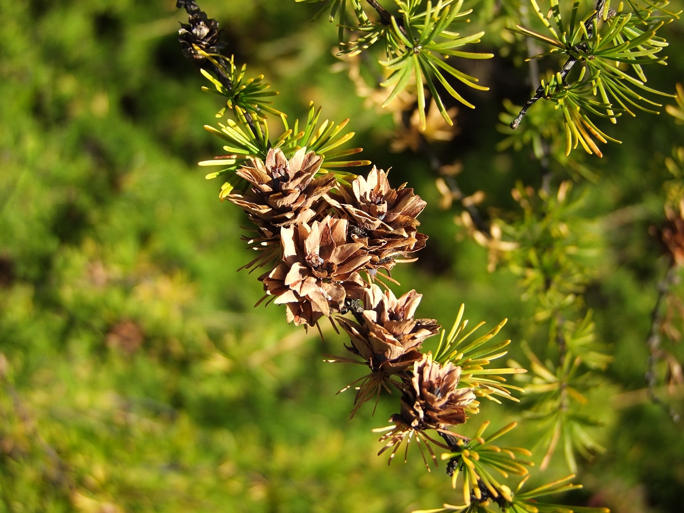 Image of Larix cajanderi specimen.