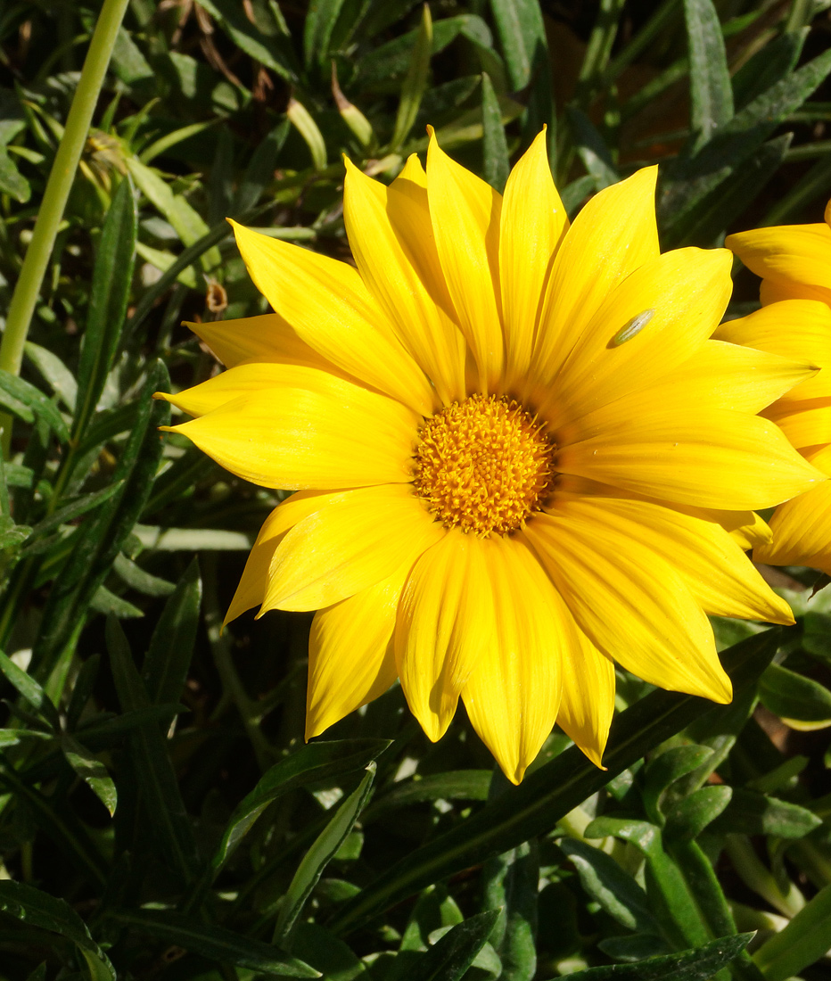 Image of Gazania × hybrida specimen.