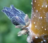 Paulownia tomentosa