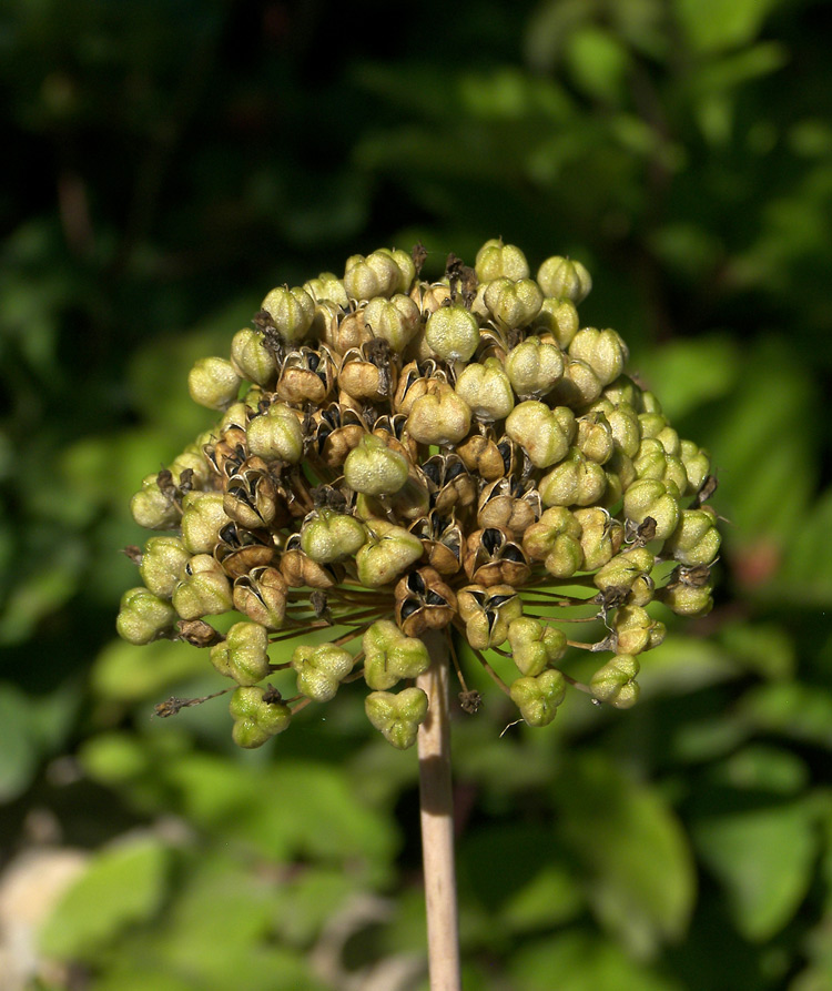 Изображение особи Allium quercetorum.