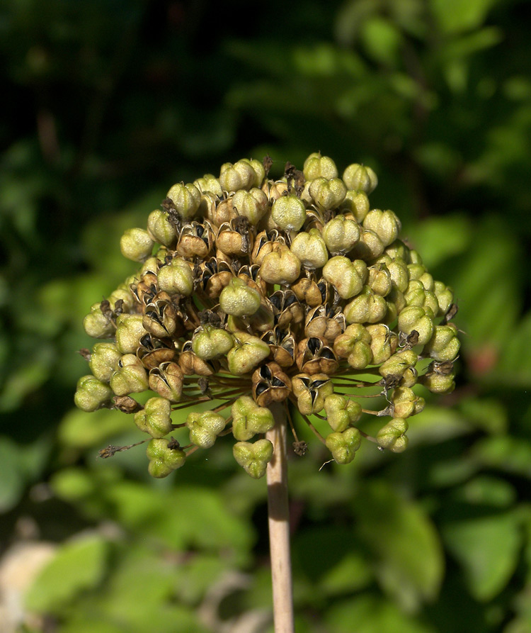 Image of Allium quercetorum specimen.