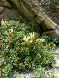 View full-size image Scutellaria novorossica