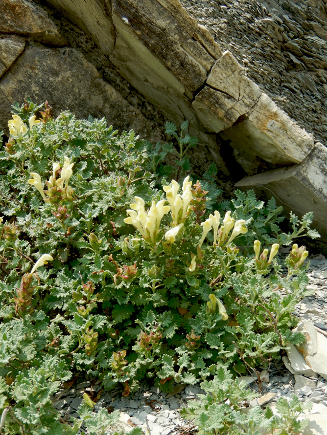 Изображение особи Scutellaria novorossica.