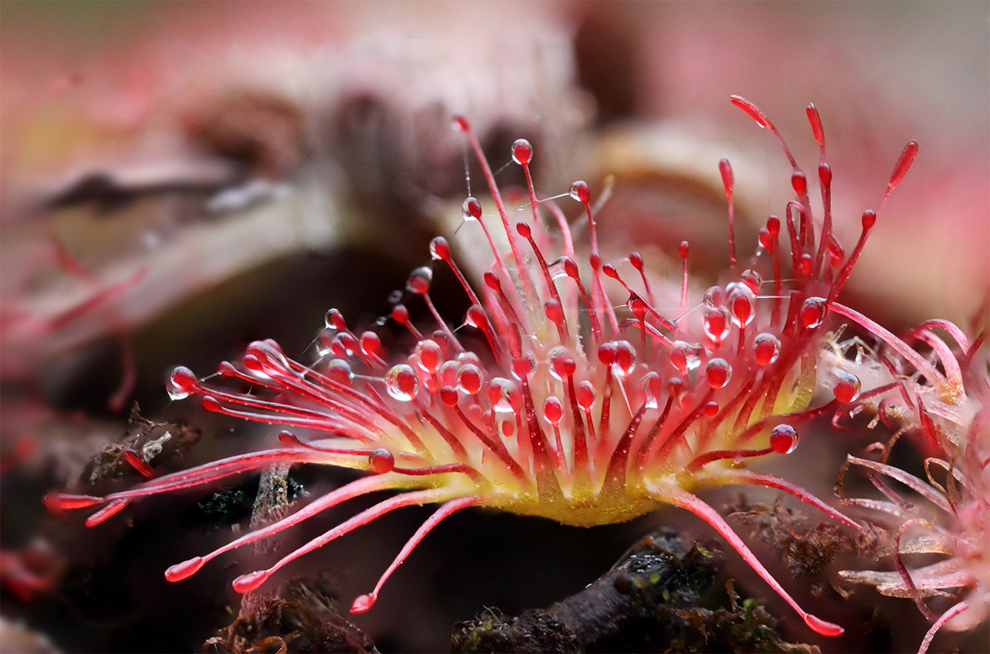 Image of Drosera rotundifolia specimen.