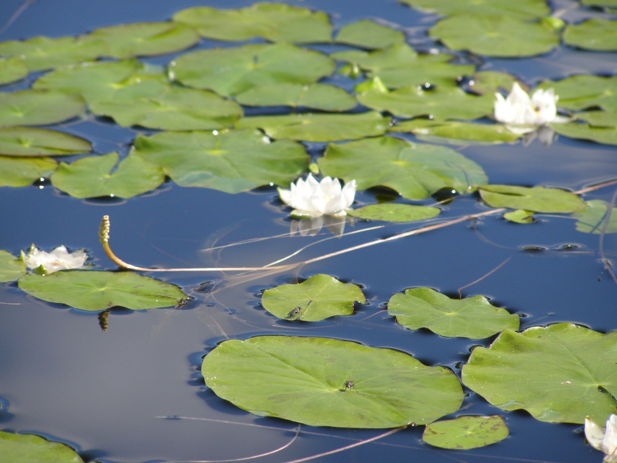 Изображение особи Nymphaea tetragona.