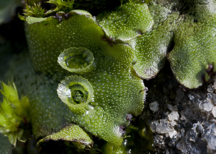 Изображение особи Marchantia polymorpha.