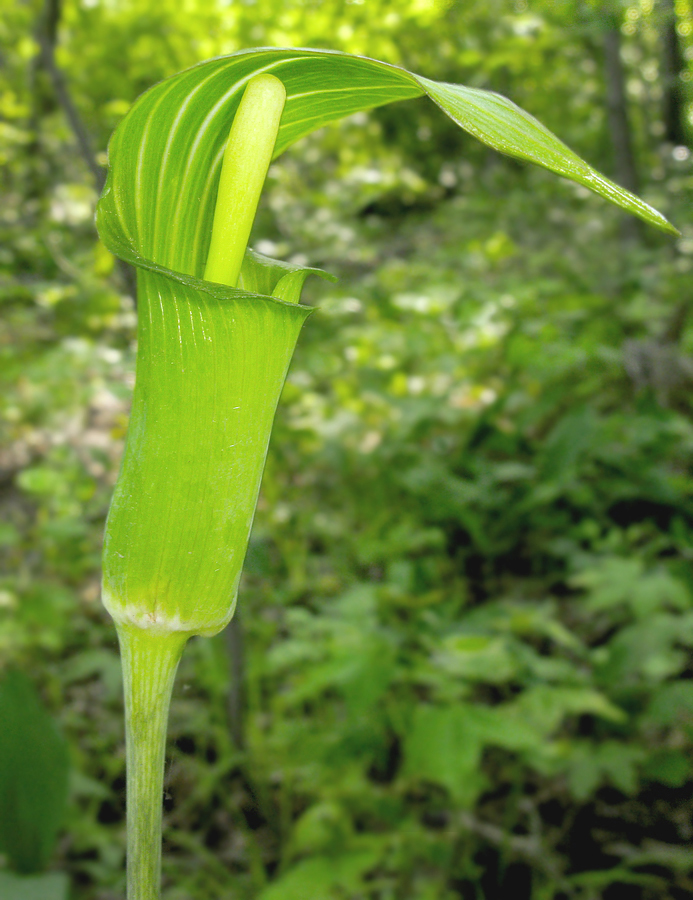 Изображение особи Arisaema peninsulae.