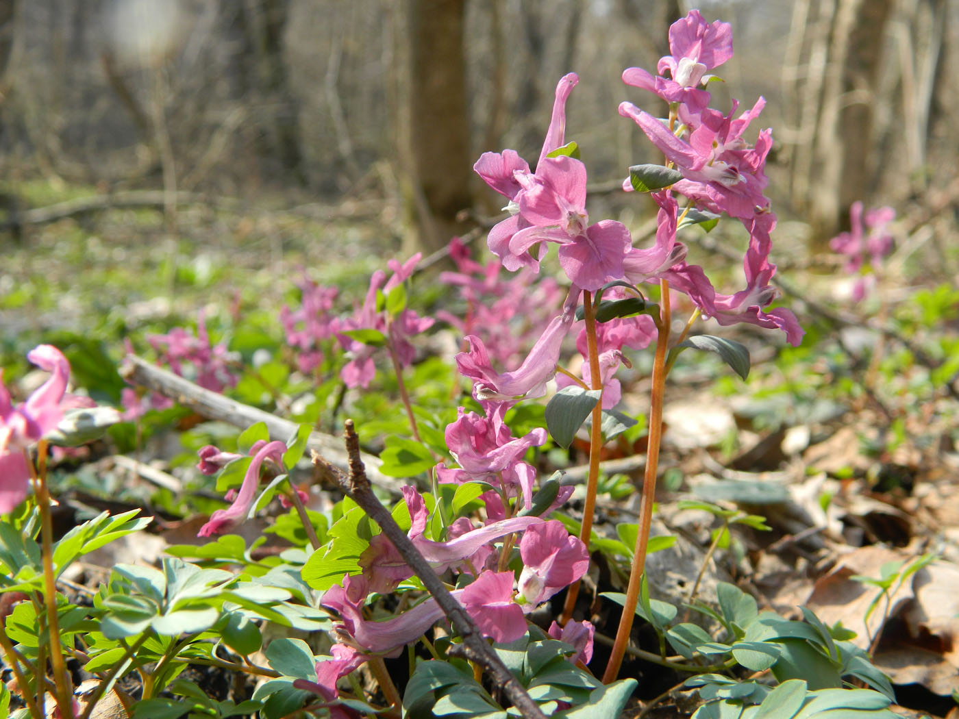 Изображение особи Corydalis caucasica.