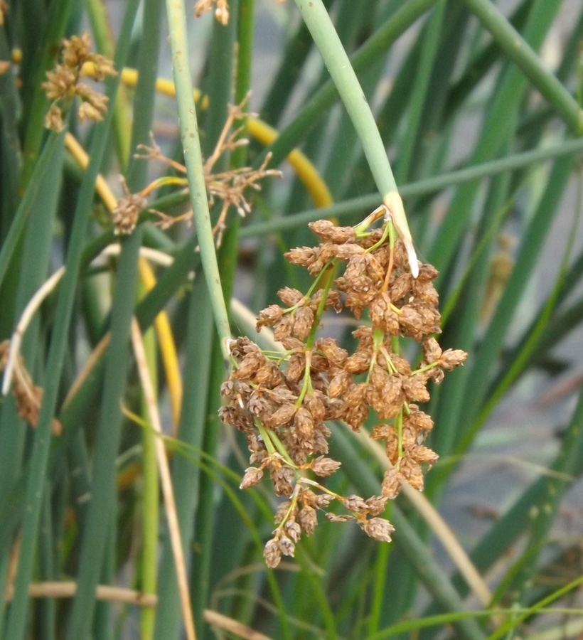 Изображение особи Schoenoplectus lacustris.