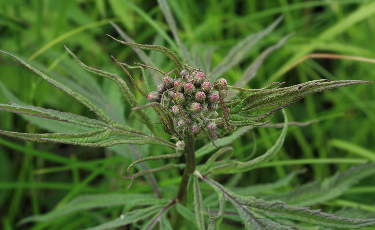 Изображение особи Senecio cannabifolius.