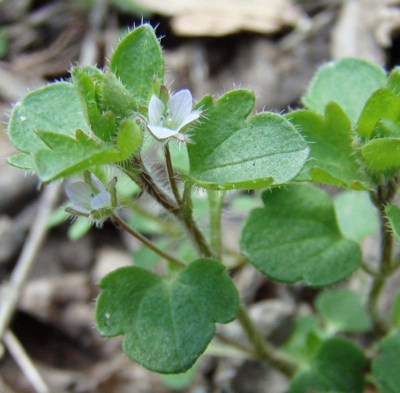 Image of Veronica sublobata specimen.