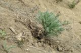 Tanacetum millefolium