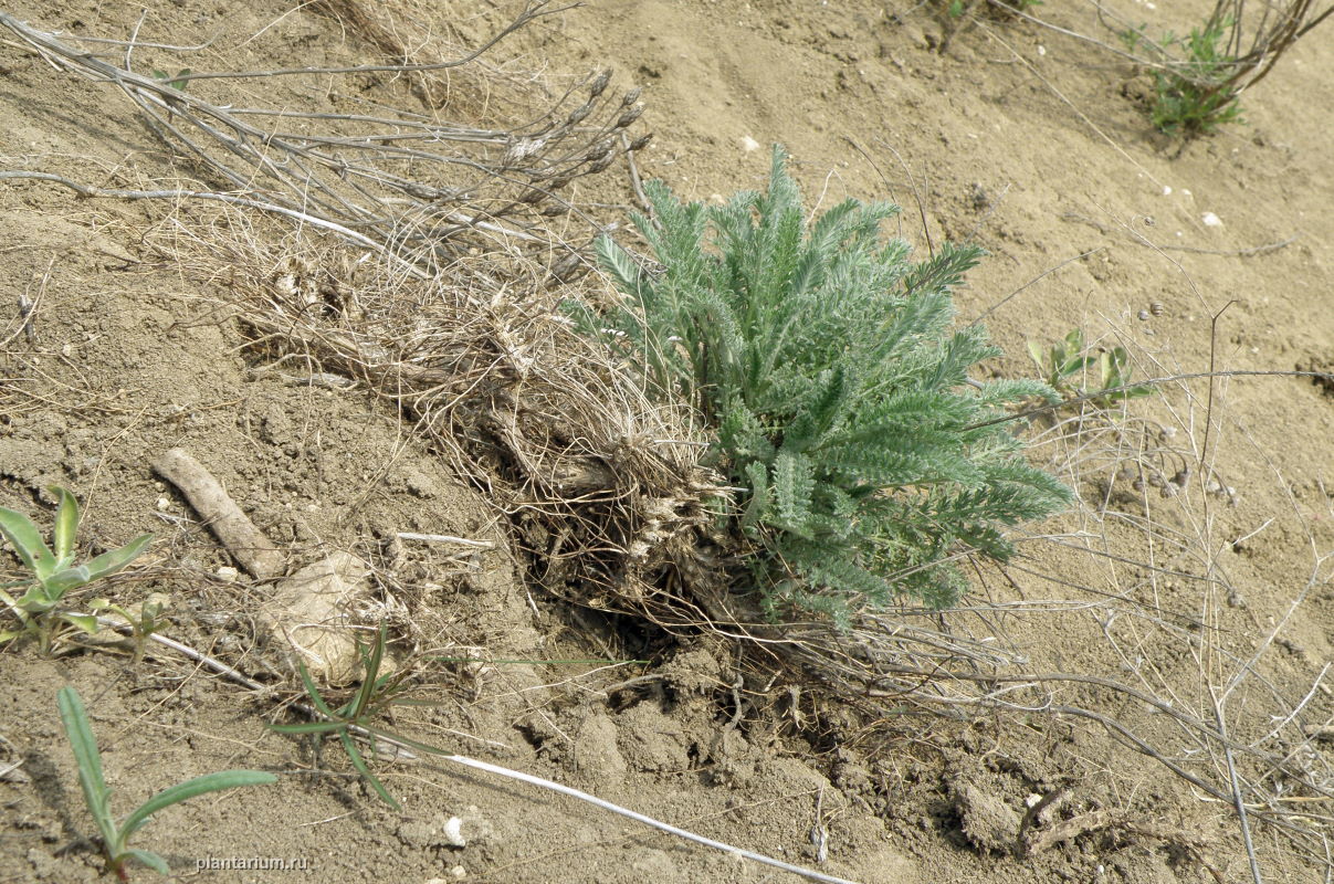 Изображение особи Tanacetum millefolium.