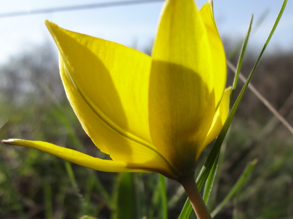 Изображение особи Tulipa biebersteiniana.