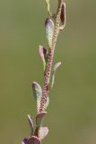 Odontarrhena muralis. Часть побега. Ростовская обл., Неклиновский р-н, Фёдоровское с/п, дол. р. Мокрый Еланчик, на каменистом склоне. 13.05.2017.