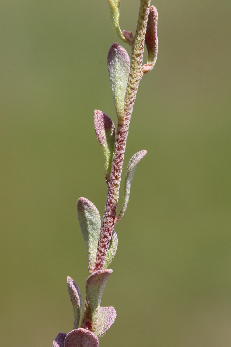 Image of Odontarrhena muralis specimen.